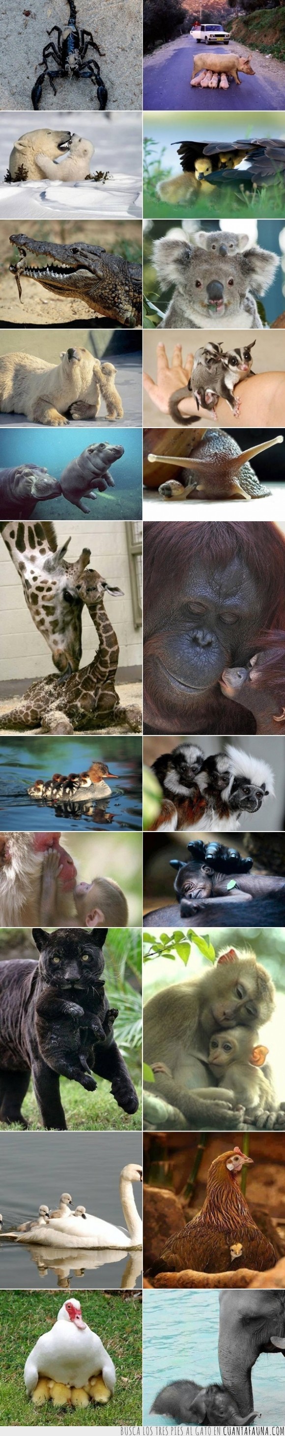Escorpión,cerdo,Oso polar,Patos,cocodrilo,koala,lemur,hipopótamo,caracol,jirafa,orangután,mono,chimpancé,pantera,gallina,elefante,madres,amor,maravilloso,enternecedor,reino animal,cachorros,bebés